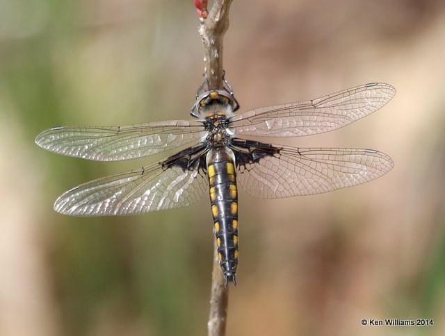 Mantled Baskettail, Okmulgee NWR, Okmulgee Co, OK, 4-8-14, Jp_09946.JPG