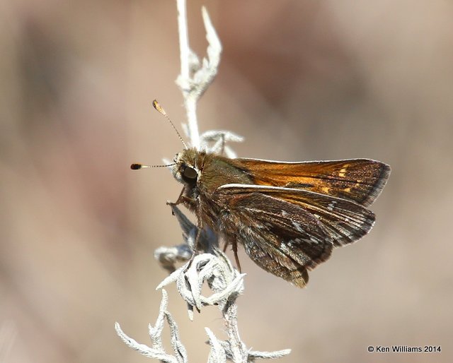 Cobweb Skipper male, Osage Hills , Osage Co, OK, 4-9-14, Jpa_10063.jpg