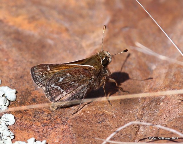 Cobweb Skipper male, Osage Hills , Osage Co, OK, 4-9-14, Jpa_10068.jpg