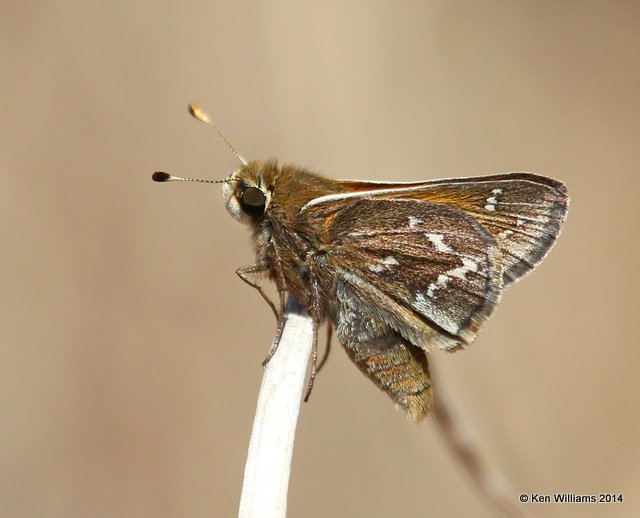 Cobweb Skipper male, Osage Hills , Osage Co, OK, 4-9-14, Jpa_10077.jpg