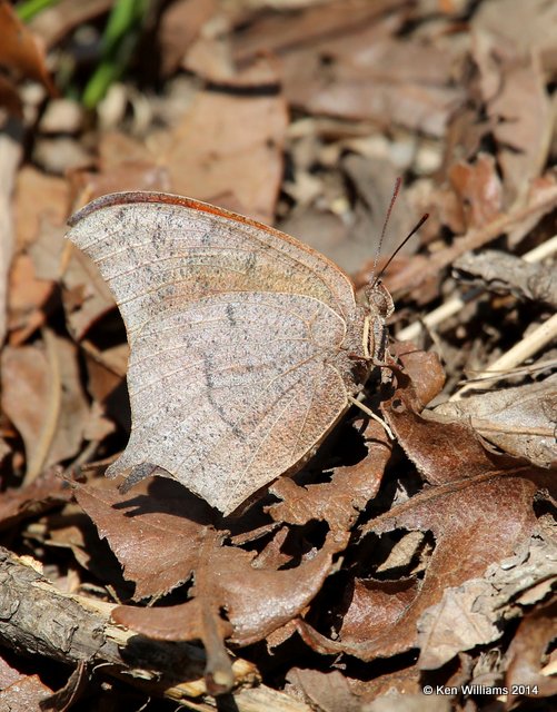 Goatweed Leafwing, Osage Hills , Osage Co, OK, 4-9-14, Jpa_10092.jpg