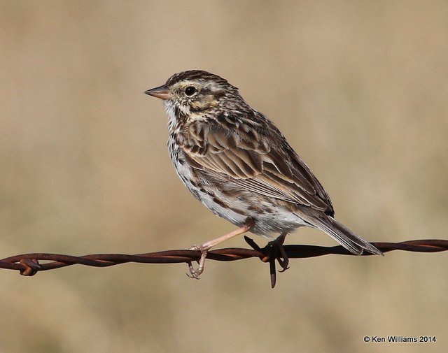 Savannah Sparrow, Washington Co, OK, 4-9-14, Jpa_10005.jpg