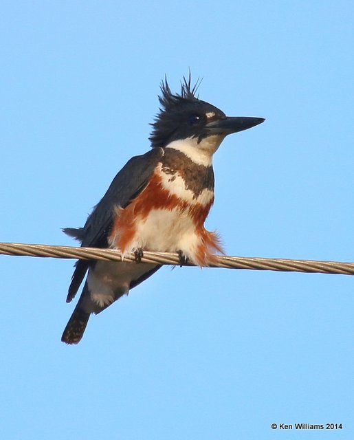 Belted Kingfisher female, High Island, TX 4-16-14, Jpa_6740.jpg