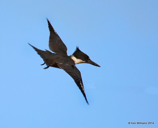 Belted Kingfisher female, High Island, TX 4-16-14, Jpa_6742.jpg