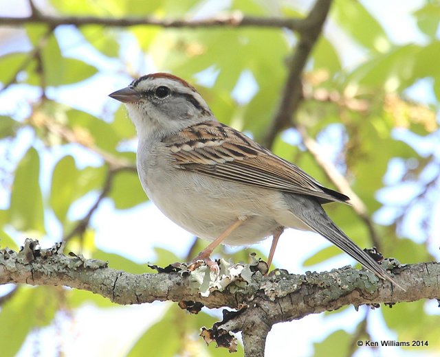 Chipping Sparrow breeding adult, Balcones Canyonland NWR, TX, 4-23-14, Jsp_011589.jpg