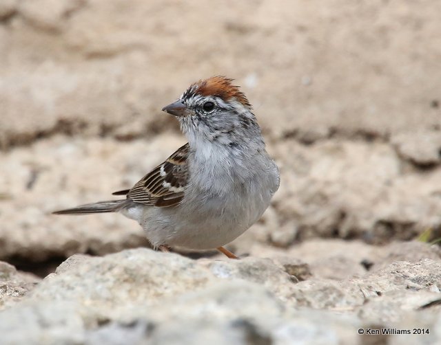 Chipping Sparrow breeding adult, Johnson City, TX, 4-24-14, Jp_011832.jpg