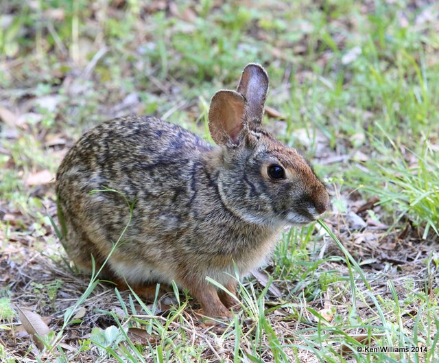 Eastern Cottontail Rabbit, Sabine Woods, TX, 4-15-14, Jpa_5823.jpg