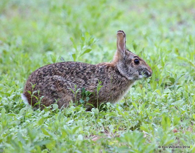 Eastern Cottontail Rabbit, Sabine Woods, TX, 4-15-14, Jpa_5880.jpg