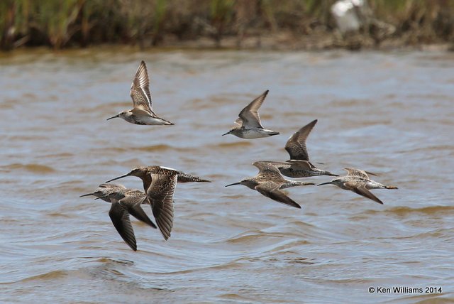 Shorebirds, Port Aransas, TX, 4-20-14, Jpa_008947.jpg