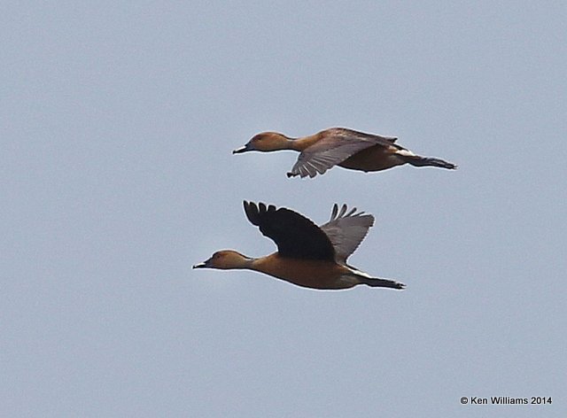 Fulvous Whistling Duck, Anahuac NWR, TX, 4-17-14, Jp_006939.jpg