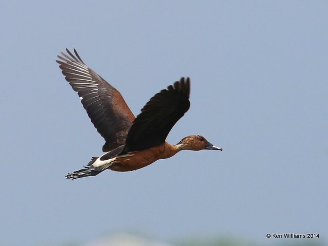 Fulvous Whistling Duck, Anahuac NWR, TX, 4-17-14, Jp_006940.jpg