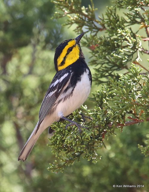 Golden-cheeked Warbler male, Balcones Canyonland NWR, TX, 4-23-14, Jp_011475.jpg