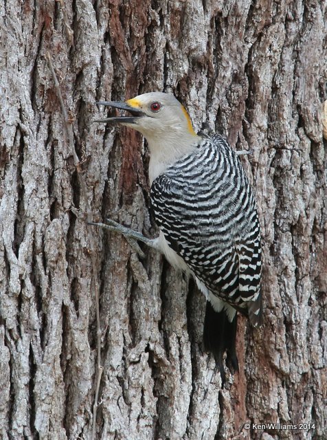 Golden-fronted Woodpecker female, Johnson City, TX, 4-23-14, Jp_011622.jpg