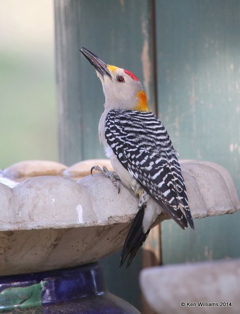 Golden-fronted Woodpecker male,  Johnson City, TX, 4-23-14, Jp_011648.jpg
