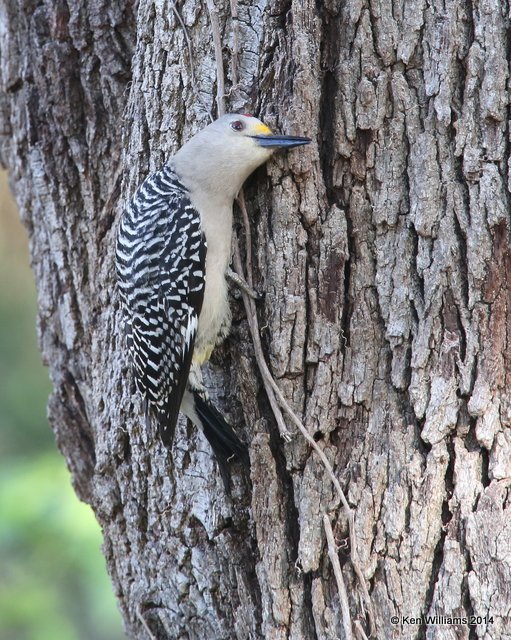 Golden-fronted Woodpecker male,  Johnson City, TX, 4-23-14, Jp_011649.jpg