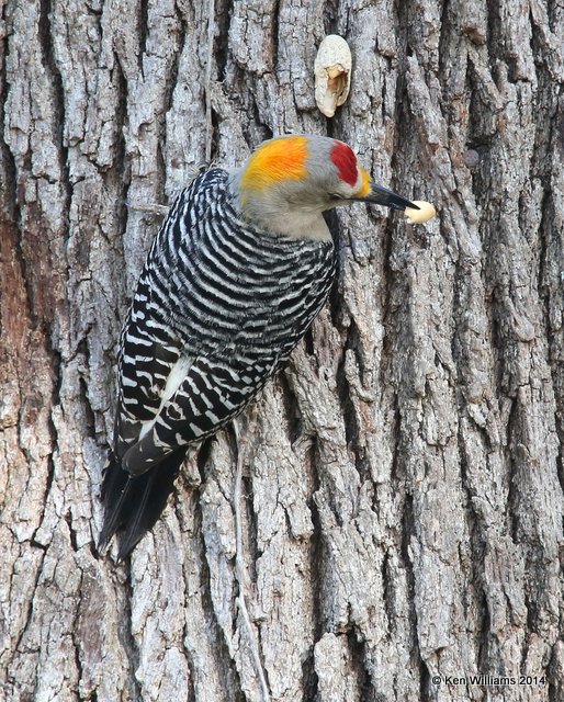 Golden-fronted Woodpecker male,  Johnson City, TX, 4-23-14, Jp_011651.jpg