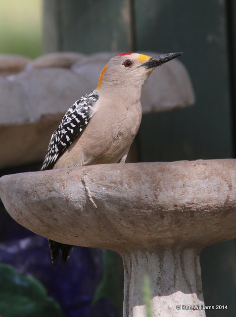Golden-fronted Woodpecker male, Johnson City, TX, 4-23-14, Jp_011579.jpg
