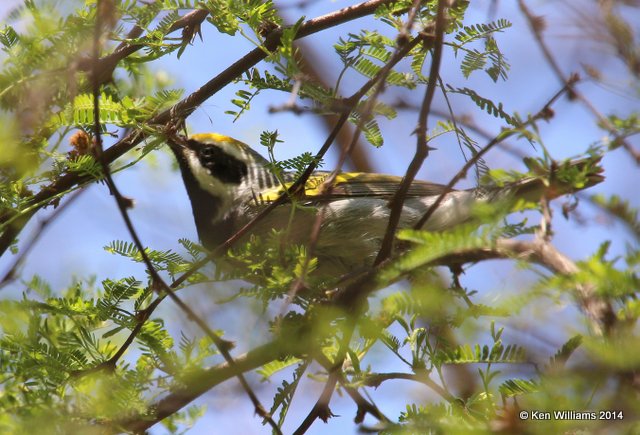 Golden-winged Warbler, Port Aransas, TX, 4-21-14, Jpa_010480.jpg