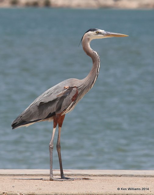 Great Blue Heron, Port Aransas, TX, 4-20-14, Jpa_009033.jpg