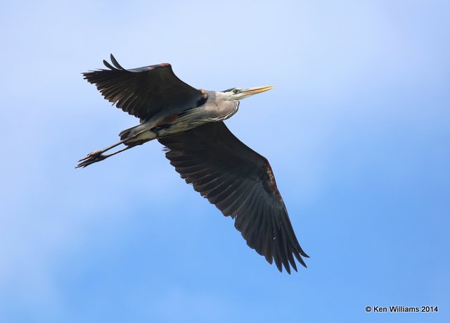 Great Blue Heron, Port Aransas, TX, 4-20-14, Jpa_009360.jpg