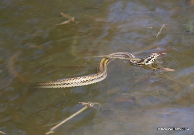 Gulf Saltmarsh Water Snake, Port Aransas, TX, 4-20-14, Jpa_009224.jpg