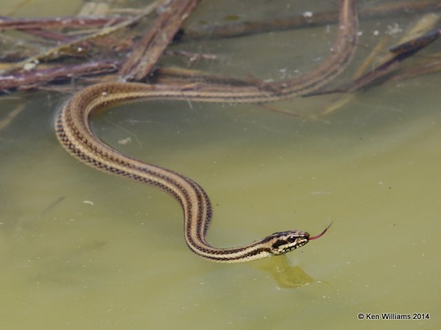 Gulf Saltmarsh Water Snake, Port Aransas, TX, 4-21-14, Jpa_010454.jpg