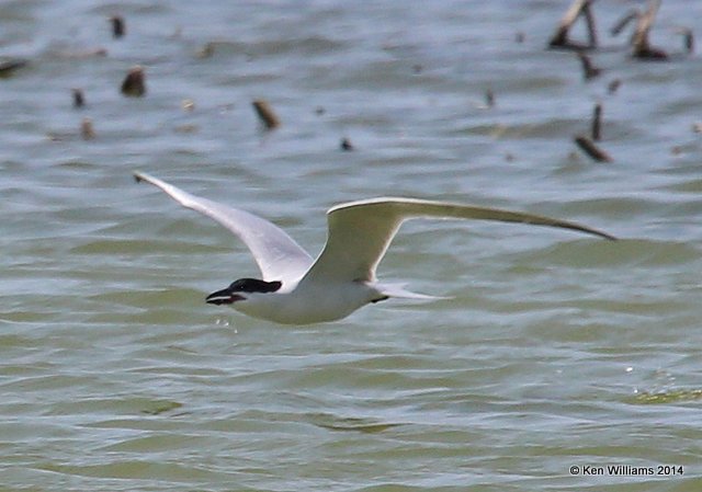 Gull-billed Tern, Port Aransas, TX, 4-21-14, Jpa_010356.jpg