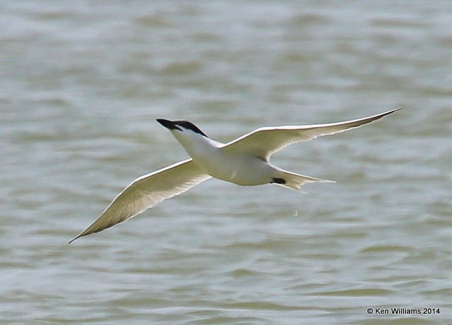 Gull-billed Tern, Port Aransas, TX, 4-21-14, Jpa_010357.jpg