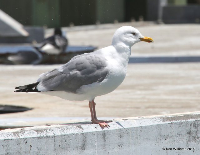Herring Gull - breeding adult, Galveston, TX, 4-19-14, Jpe_008042.jpg