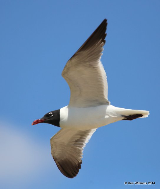 Laughing Gull - breeding adult, High Island beach, TX, 4-18-14, Jpa_007460.jpg