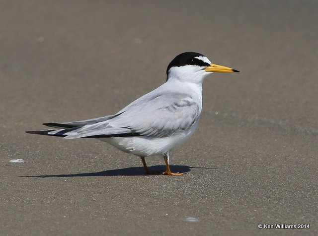Least Tern - adult breeding, Freeport, TX, 4-19-14, Jp_008121.jpg