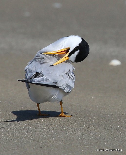Least Tern - adult breeding, Freeport, TX, 4-19-14, Jp_008128.jpg