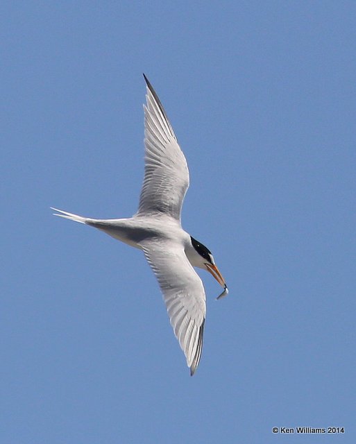 Least Tern - adult breeding, Freeport, TX, 4-19-14, Jp_008172.jpg