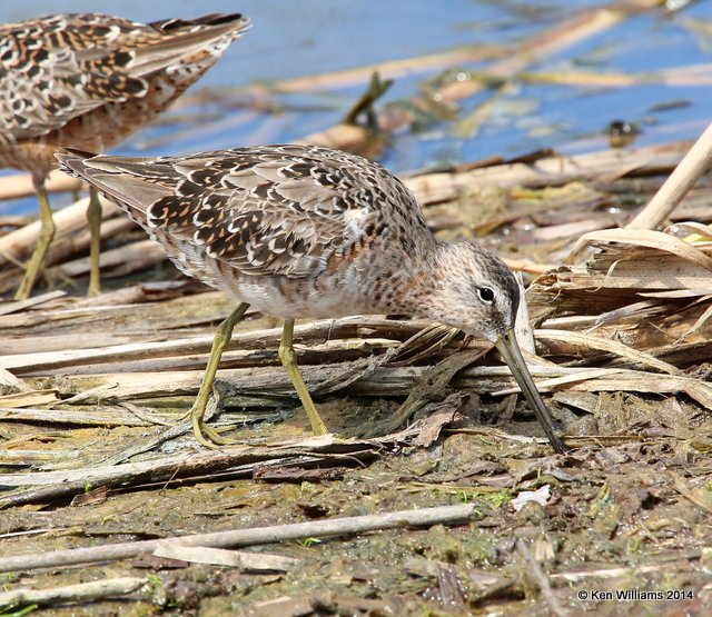 Long-billed Dowitcher - molting into breeding plumage, Port Aransas, TX, 4-20-14, Jpa_009384.jpg