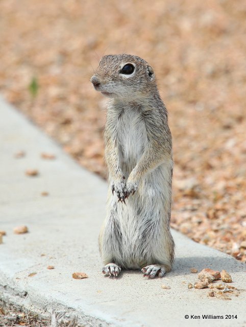 Mexican Ground Squirrel, Port Aransas, TX, 4-20-14, Jpa_008875.jpg