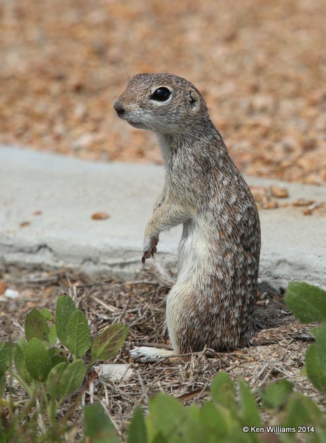 Mexican Ground Squirrel, Port Aransas, TX, 4-20-14, Jpa_008880.jpg