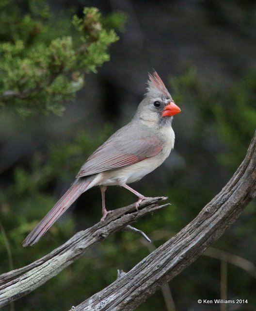 Northern Cardinal female, Johnson City, TX, 4-23-14, Jp_011705.jpg