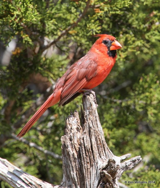 Northern Cardinal male, Johnson City, TX, 4-23-14, Jp_011559.jpg
