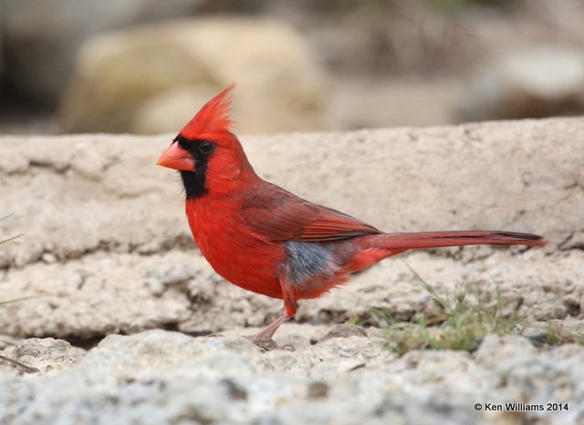 Northern Cardinal male, Johnson City, TX, 4-24-14, Jp_011850.jpg