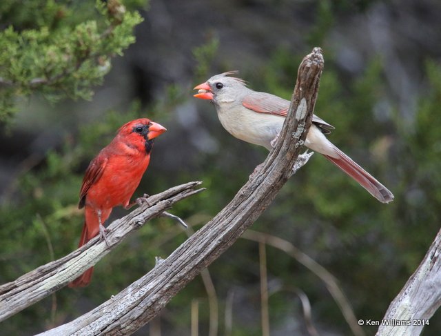 Northern Cardinal - pair, Johnson City, TX, 4-23-14, Jp_011678.jpg