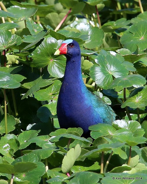 Purple Gallinule - adult breeding plumage, Smith Oaks,  High Island, TX 4-16-14, Jpa_6556.jpg