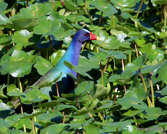 Purple Gallinule - adult breeding plumage, Smith Oaks,  High Island, TX 4-16-14, Jpa_6609.jpg