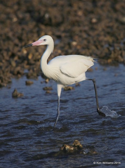 Reddish Egret, white morph, Port Lavaca, TX, 6-20-14, Jpa_008672.jpg