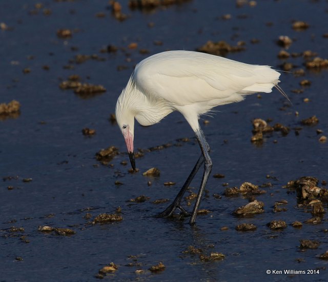 Reddish Egret, white morph, Port Lavaca, TX, 6-20-14, Jpa_008706.jpg