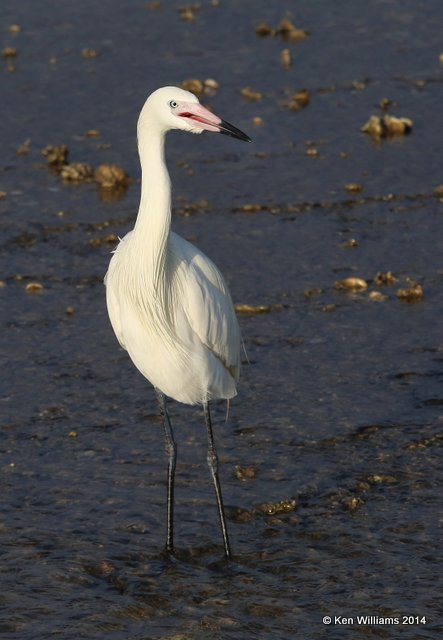 Reddish Egret, white morph, Port Lavaca, TX, 6-20-14, Jpa_008746.jpg