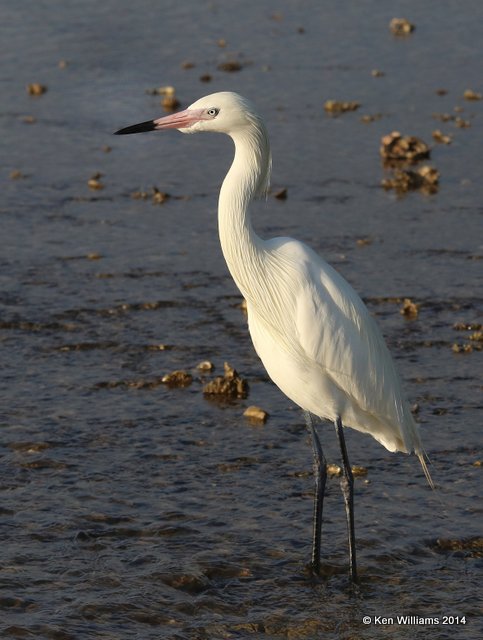 Reddish Egret, white morph, Port Lavaca, TX, 6-20-14, Jpa_008764.jpg
