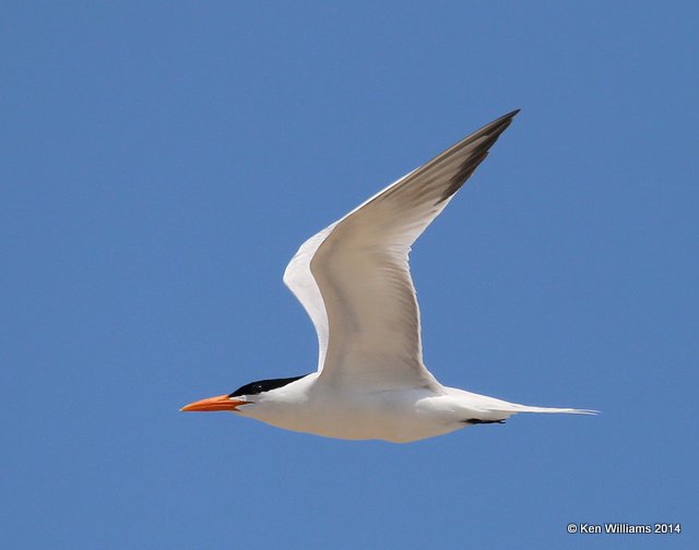 Royal Tern breeding adult, High Island beach, TX, 4-18-14, Jpa_007388.jpg