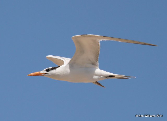 Royal Tern nonbreeding adult, High Island beach, TX, 4-18-14, Jpa_007528.jpg