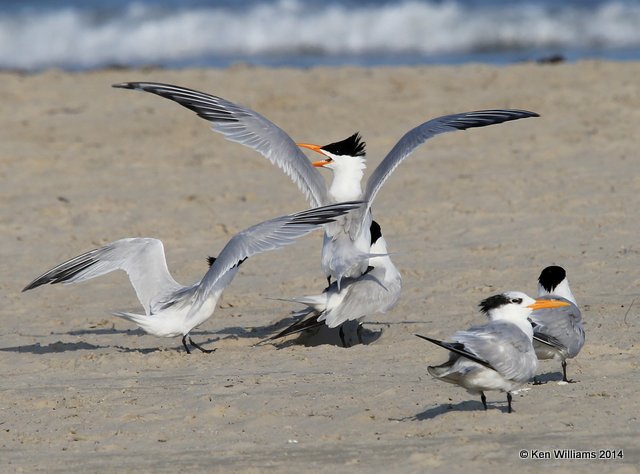 Royal Terns mating adults, Port Aransas, TX, 4-21-14, Jpa_010954.jpg