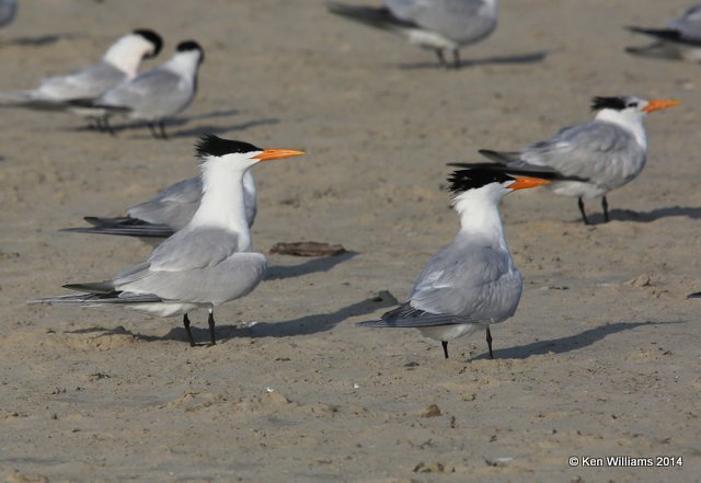 Royal Tern breeding adults, Port Aransas, TX, 4-21-14, Jpa_010984.jpg